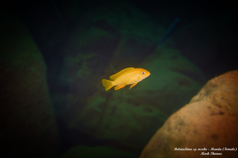 Maylandia sp. 'msobo' Manda